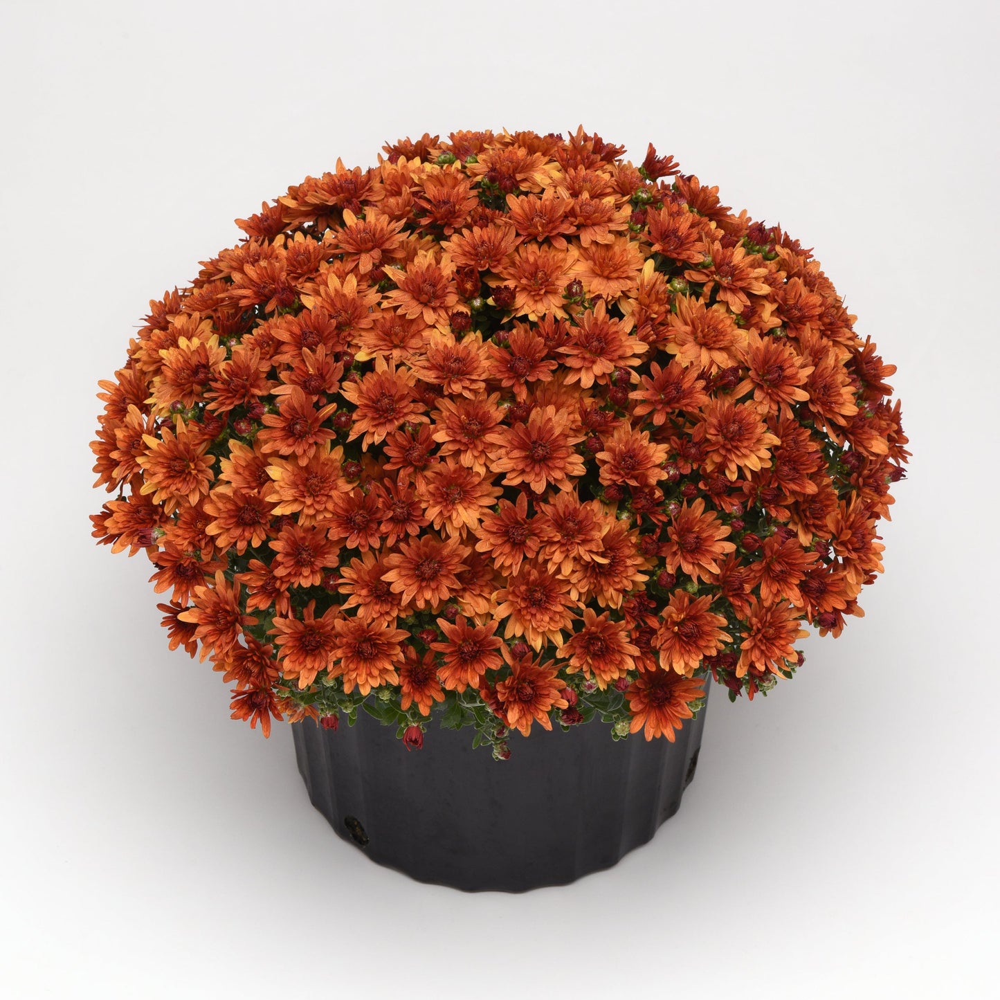 Garden Mum | Kickin' Spicy Orange - 5 Quart