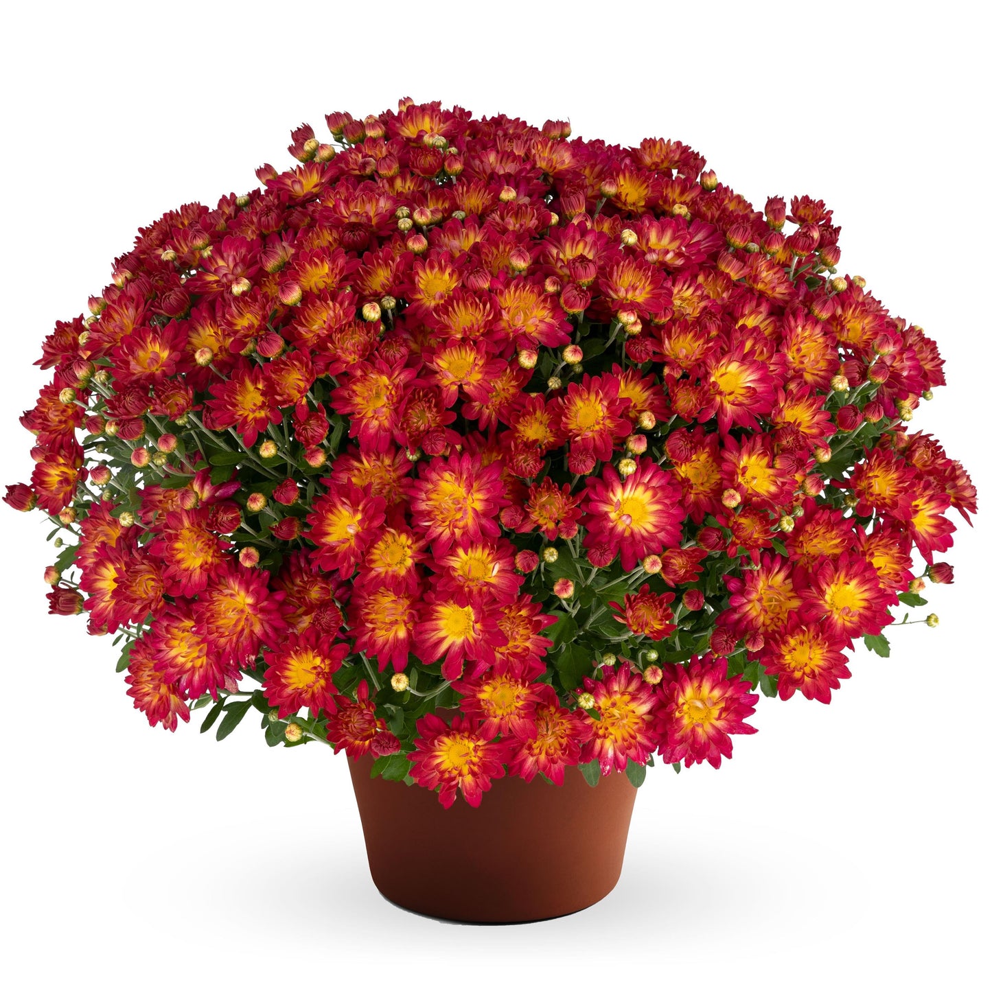 Garden Mum | Summer Sunset - 5 Quart
