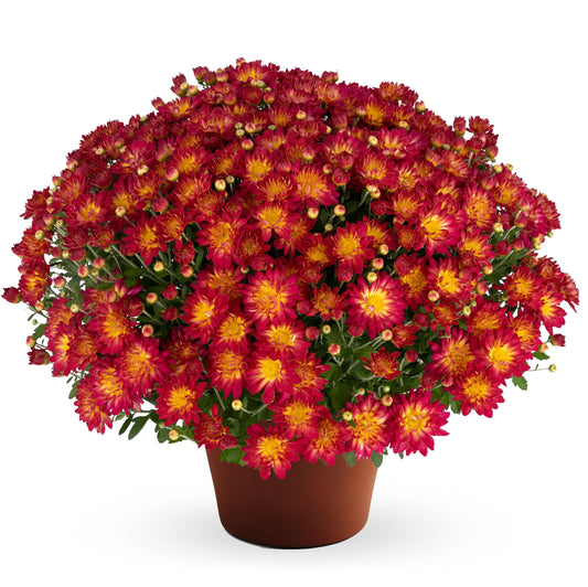 Garden Mum | Summer Sunset - 5 Quart