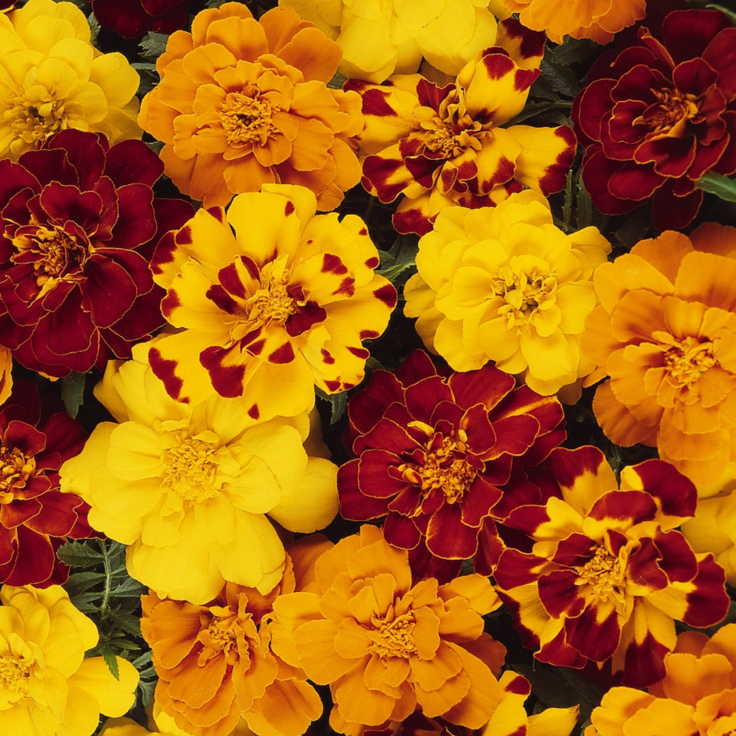 Marigold | French - 4 Pack