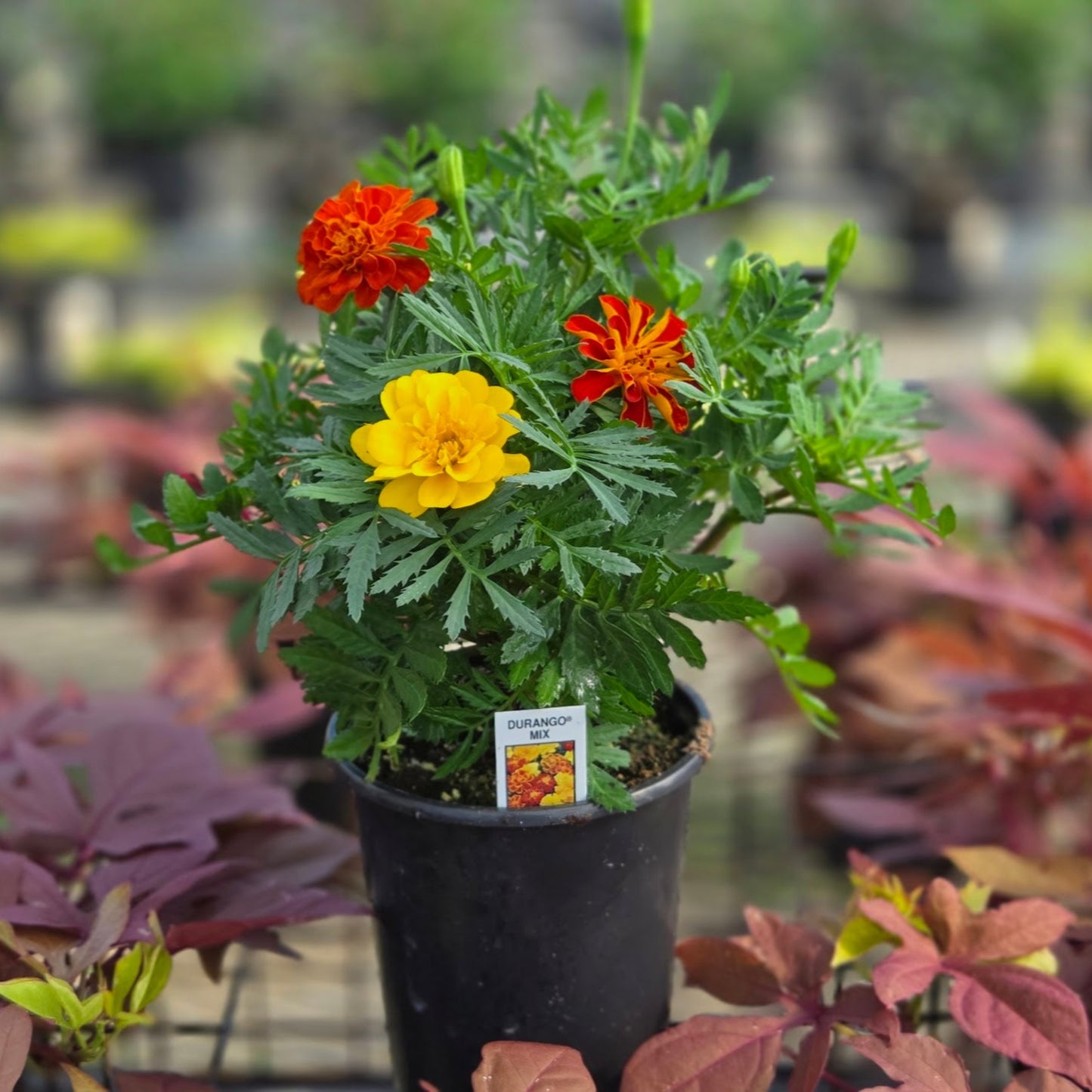 Tagetes | Durango Marigold