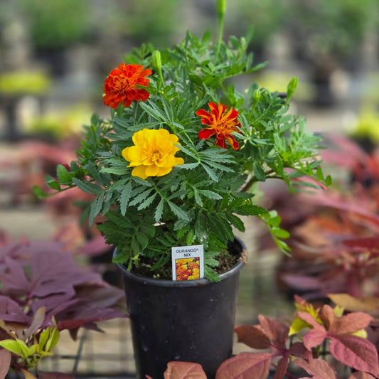 Tagetes | Durango Marigold
