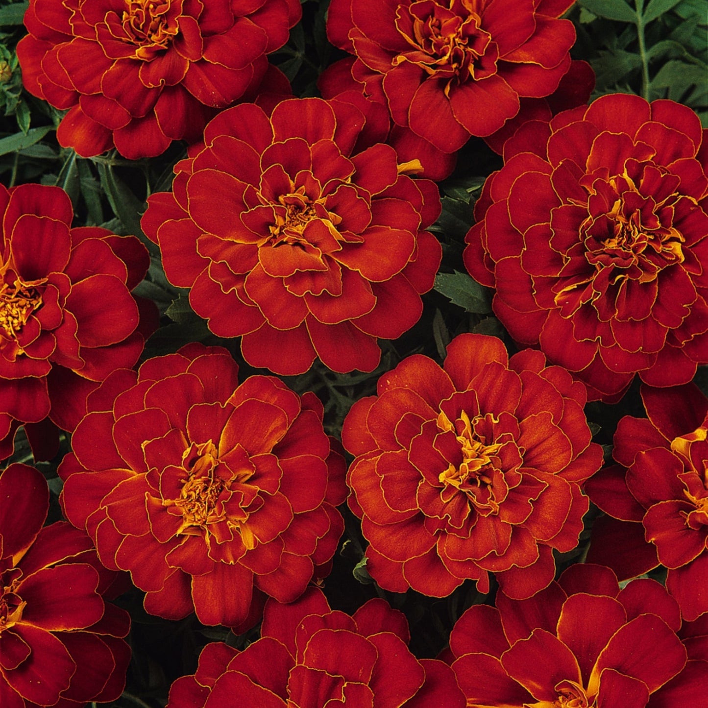 Marigold | French - 4 Pack