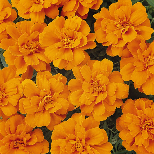 Marigold | Durango Tangerine - 1 Quart
