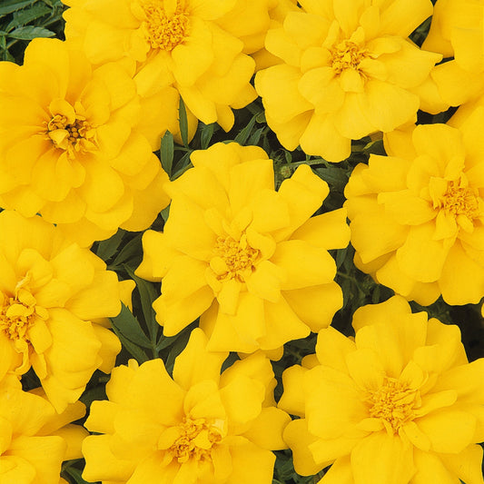 Marigold | Durango Yellow - 1 Quart