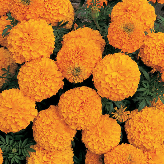 Marigold | African - 3 Quart