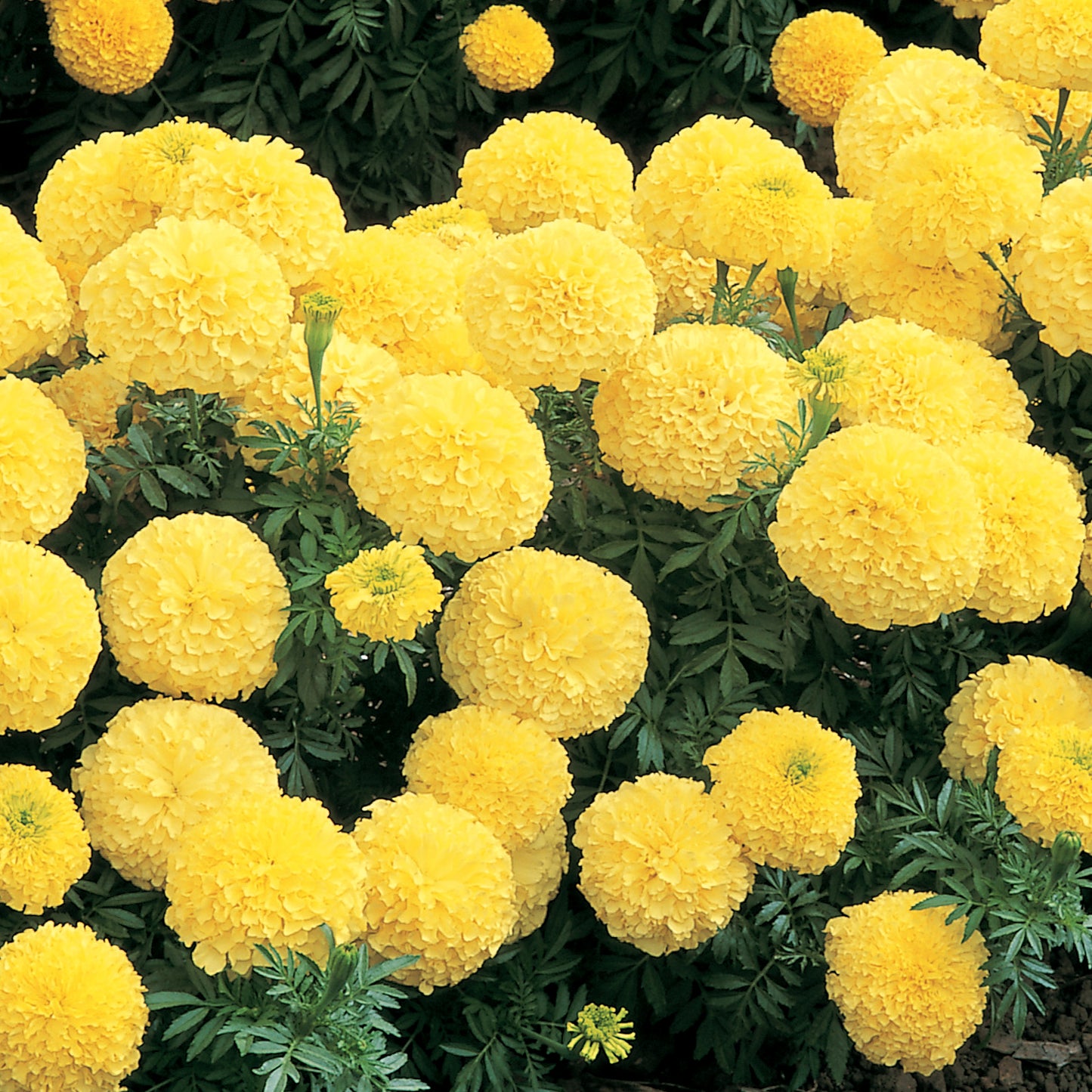 Marigold | African - 4 Pack