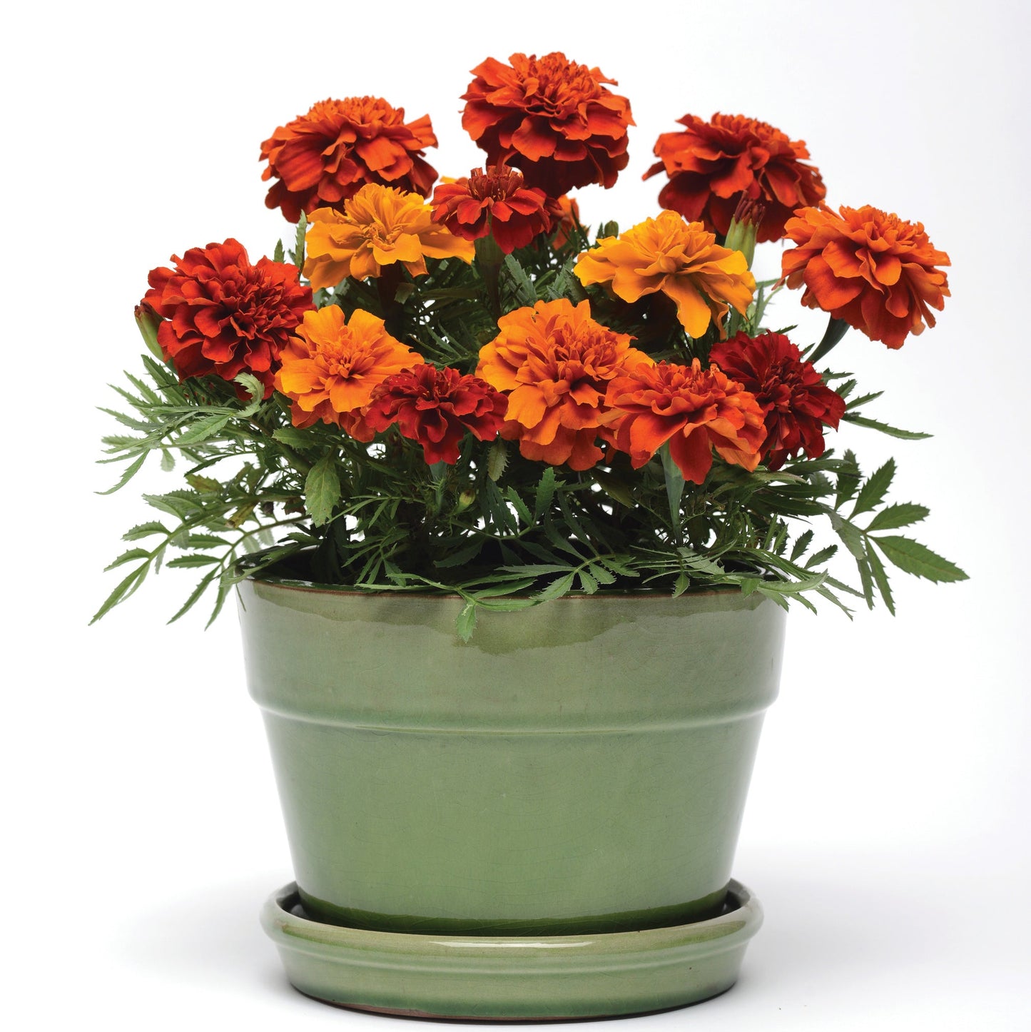 Marigold | Fireball - 1 Quart