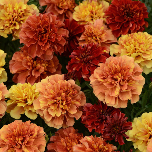 Marigold | Strawberry Blonde - 3 Quart