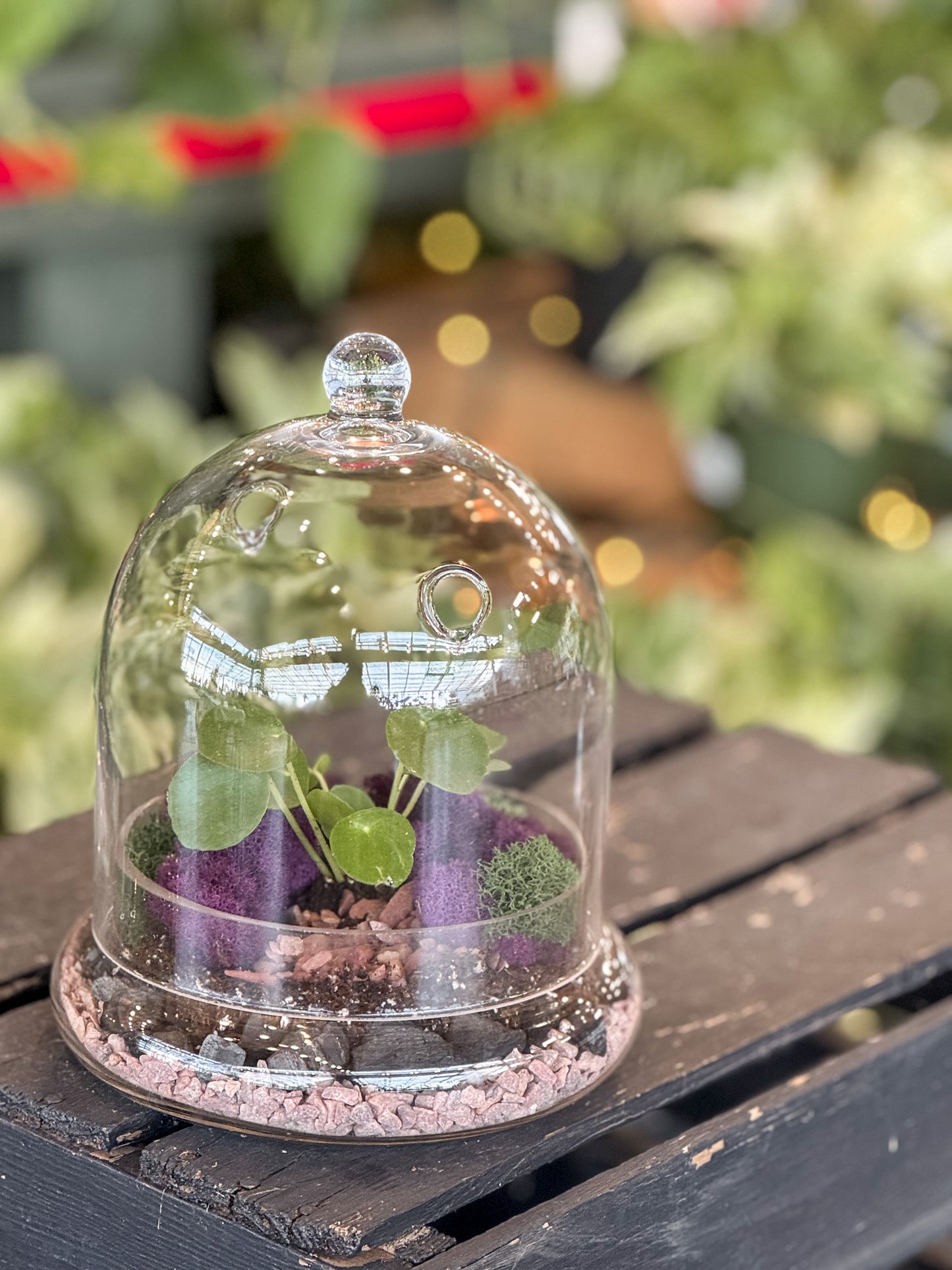 Terrarium under a glass dome on a wooden surface with a blurred garden background