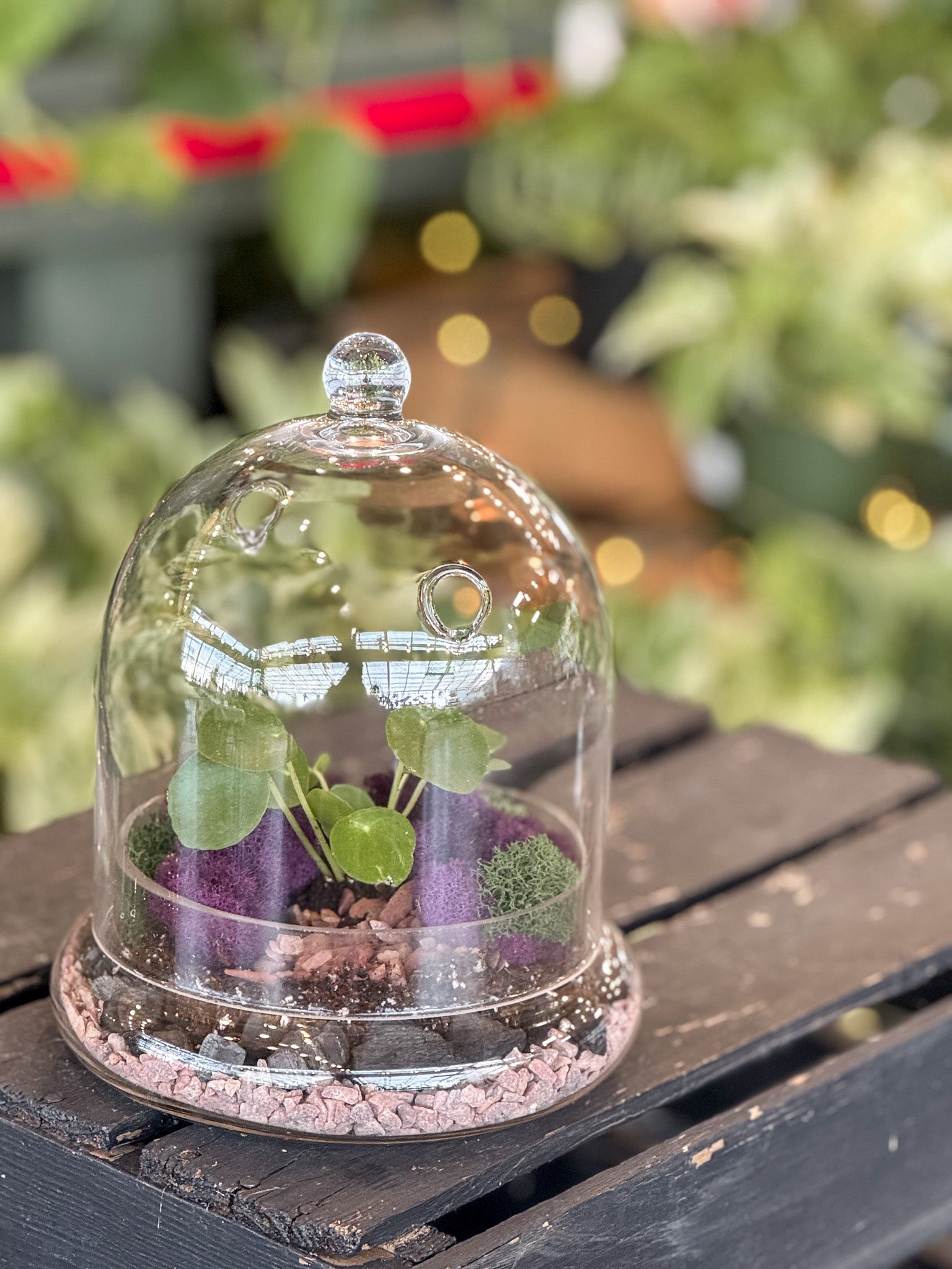 Terrarium under a glass dome on a wooden surface with a blurred garden background
