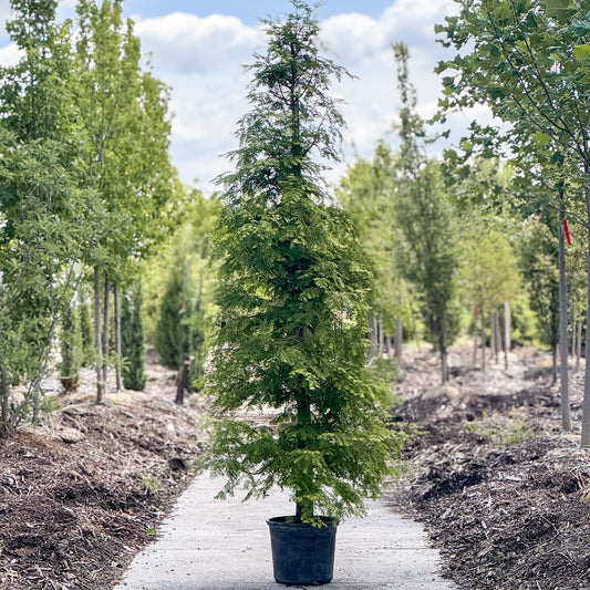 Metasequoia | Dawn Redwood - 7 Gallon