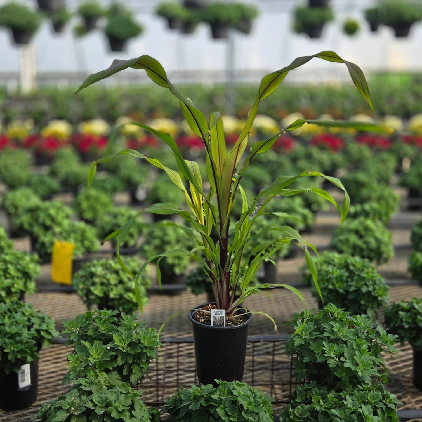 Pennisetum | Fall Grass