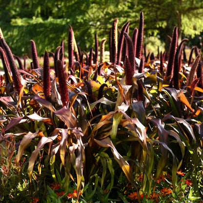 Pennisetum | Fall Grass