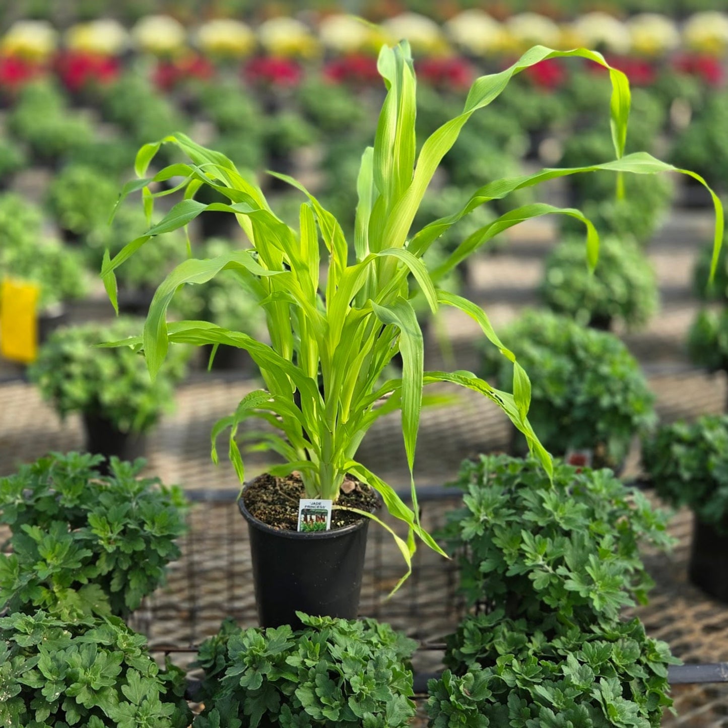 Pennisetum | Fall Grass