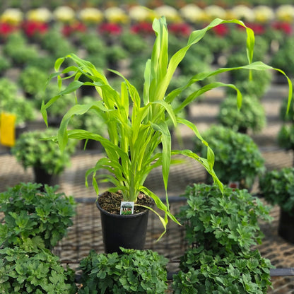Pennisetum | Fall Grass