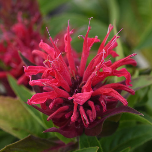Monarda Pollinator Favorites | BeeMine - 1 Gallon