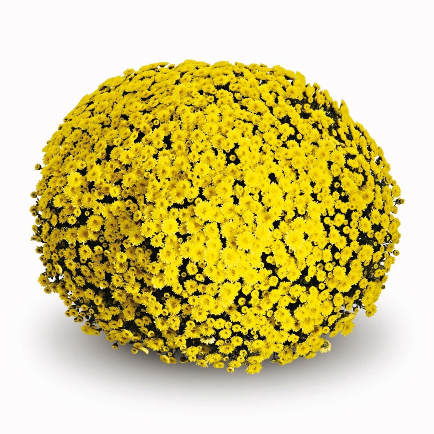 Yellow Chrysanthemum | October Blooming