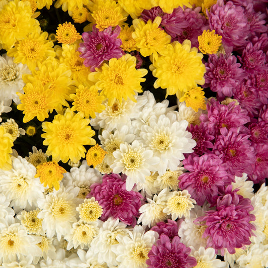 Garden Mum | Mix | Late September Blooming - Large Hanging Basket