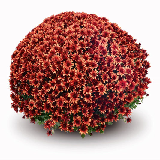 Garden Mum | Orange | October Blooming - 5 Quart