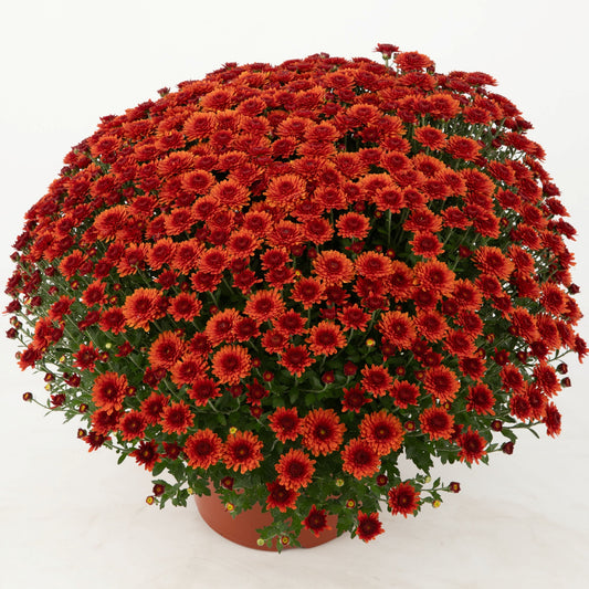 Garden Mum | Beverly Bronze - 5 Quart