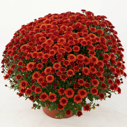 Garden Mum | Orange | Late September Blooming - 5 Quart