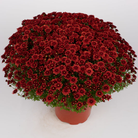 Orange Chrysanthemum | Late September Blooming