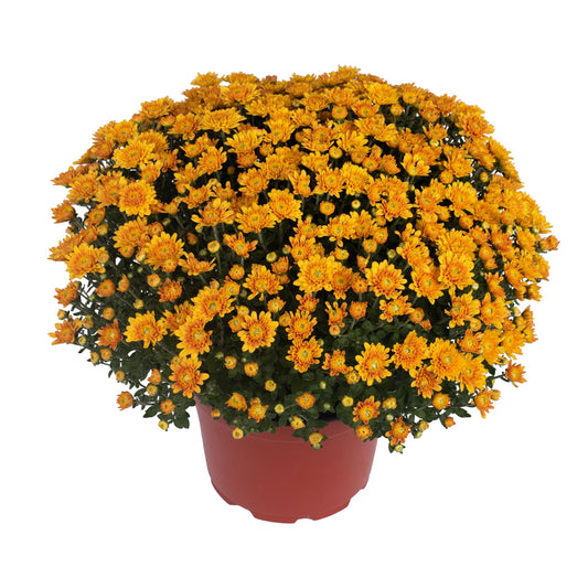 Garden Mum | Orange | Early September Blooming - 5 Quart