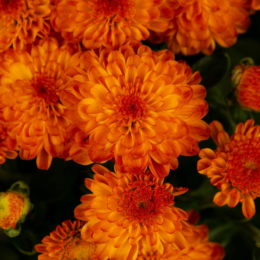 Garden Mum | Gigi Orange - 1 Quart