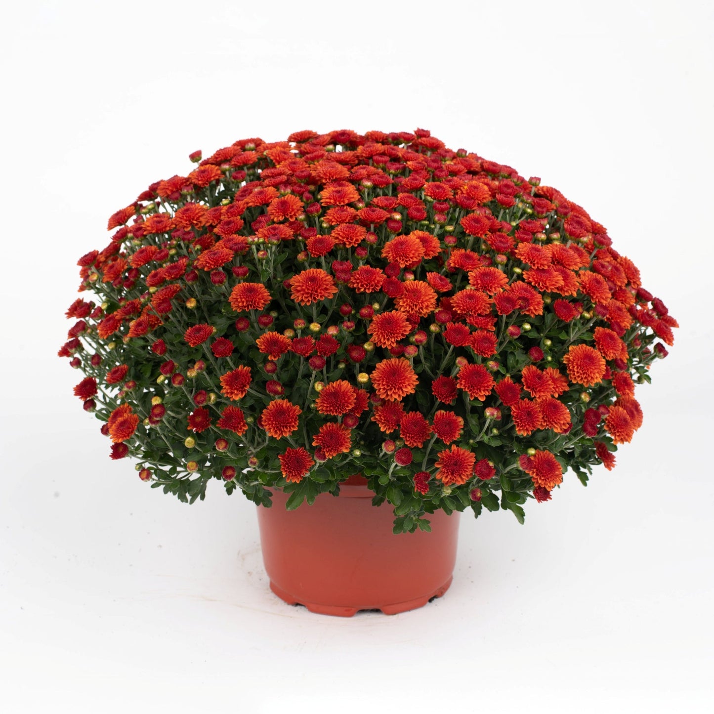 Garden Mum | Orange | October Blooming - 5 Quart