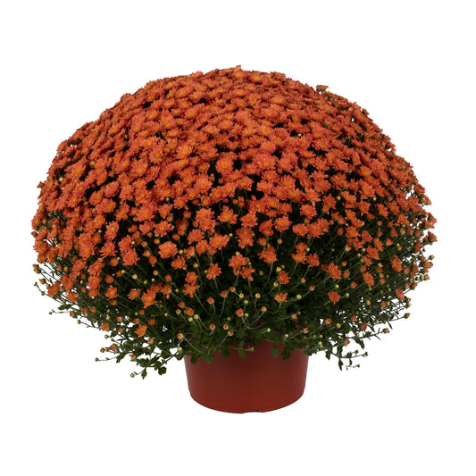 Orange Chrysanthemum | Early September Blooming