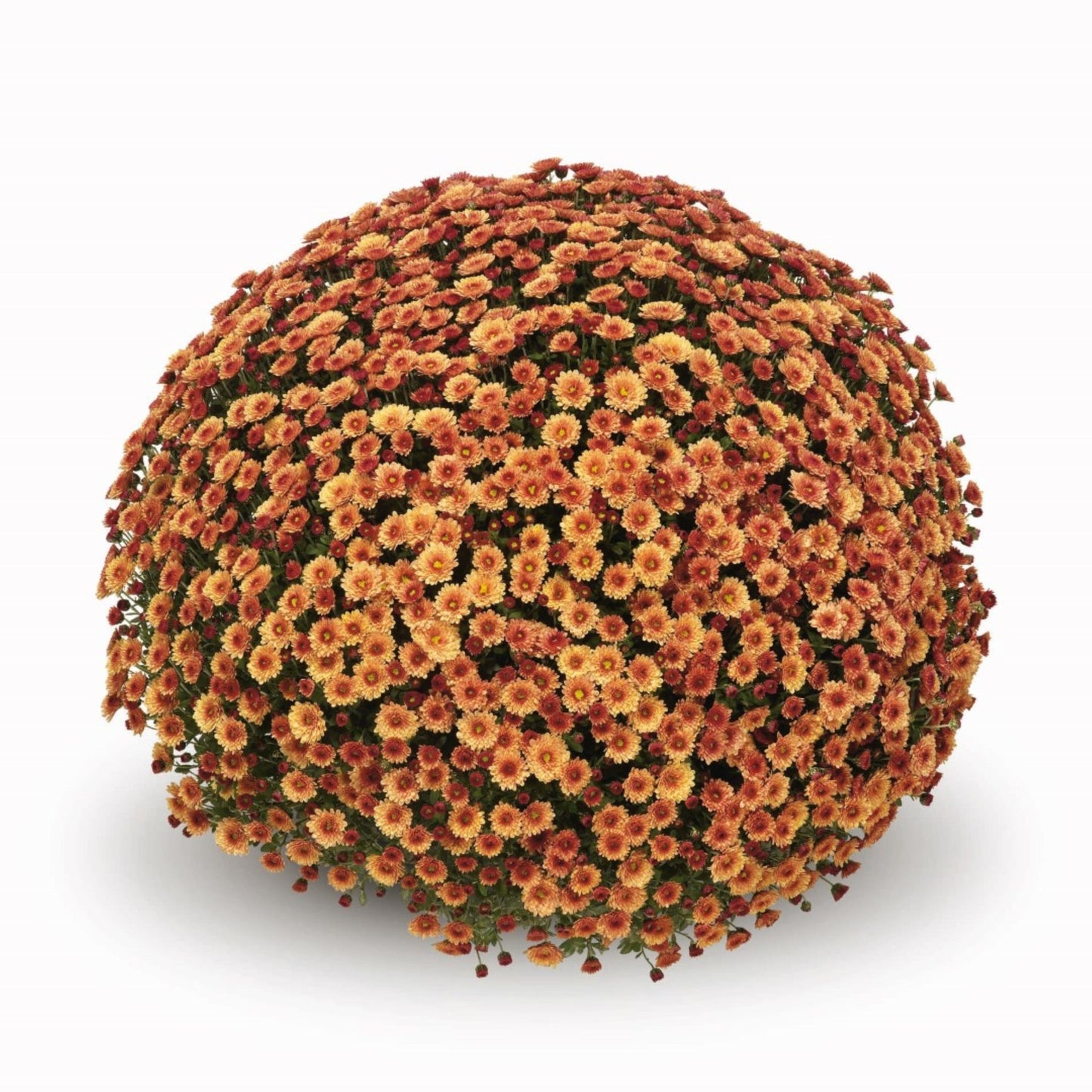 Garden Mum | Orange | October Blooming - 5 Quart
