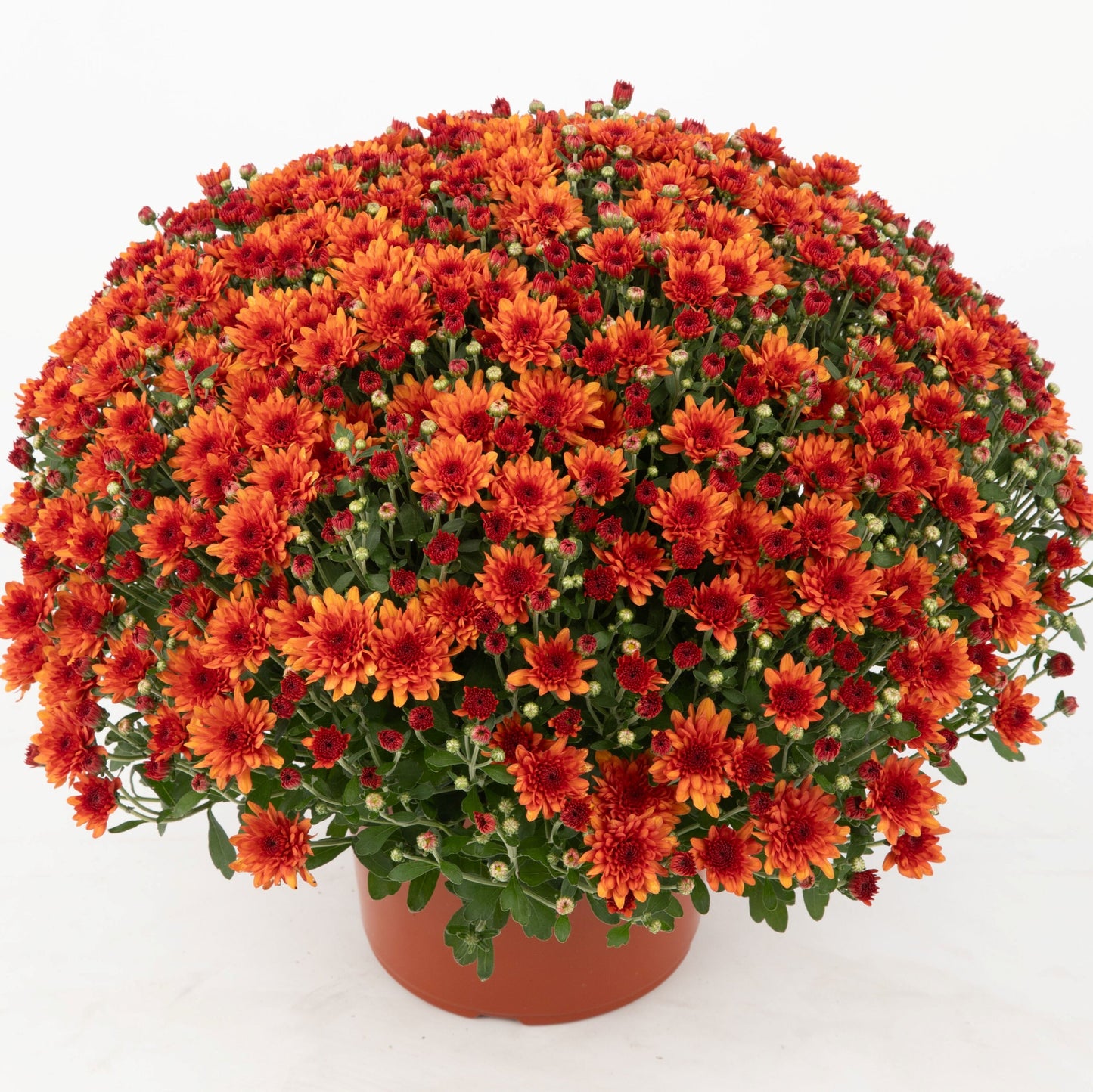 Orange Chrysanthemum | Late September Blooming