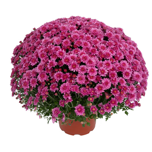 Pink Chrysanthemum | Late September Blooming