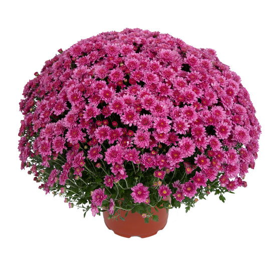 Garden Mum | Pink | Late September Blooming - 5 Quart