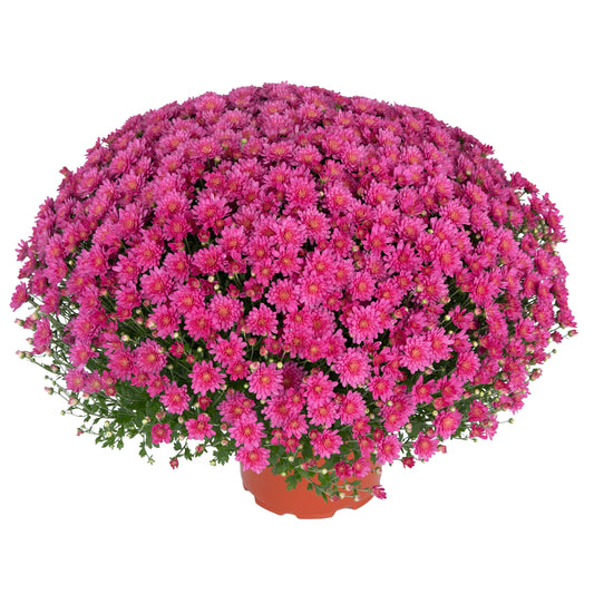 Pink Chrysanthemum | Early September Blooming