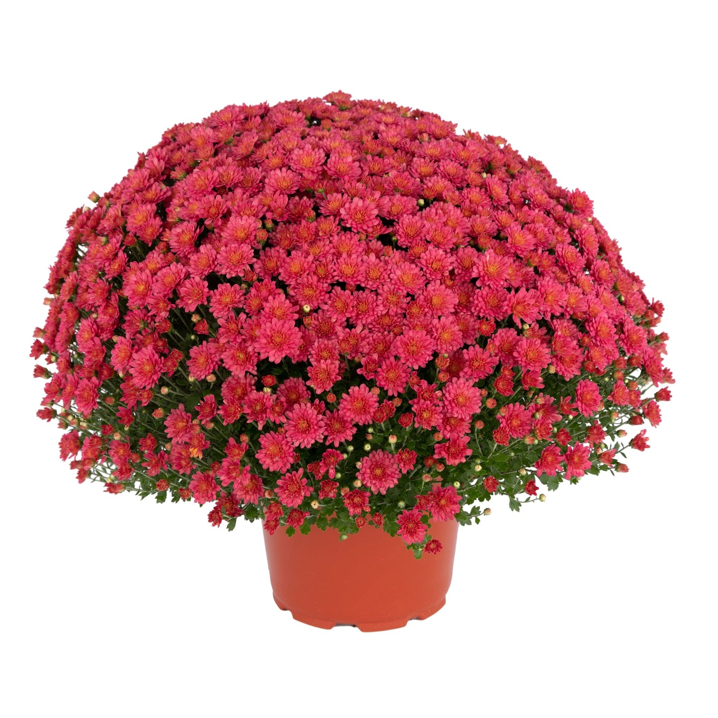 Garden Mum | Pink | Early September Blooming - 5 Quart