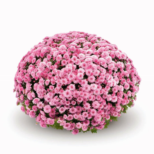 Garden Mum | Pink | October Blooming - 5 Quart