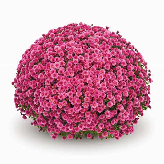 Pink Chrysanthemum | October Blooming