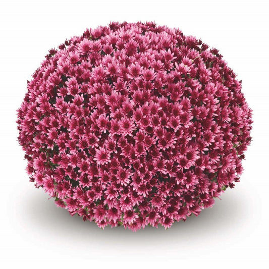 Garden Mum | Purple | October Blooming - 5 Quart