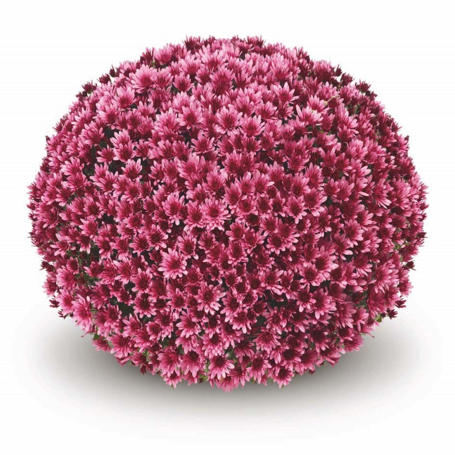 Garden Mum | Aduro Purple - Small Patio Container