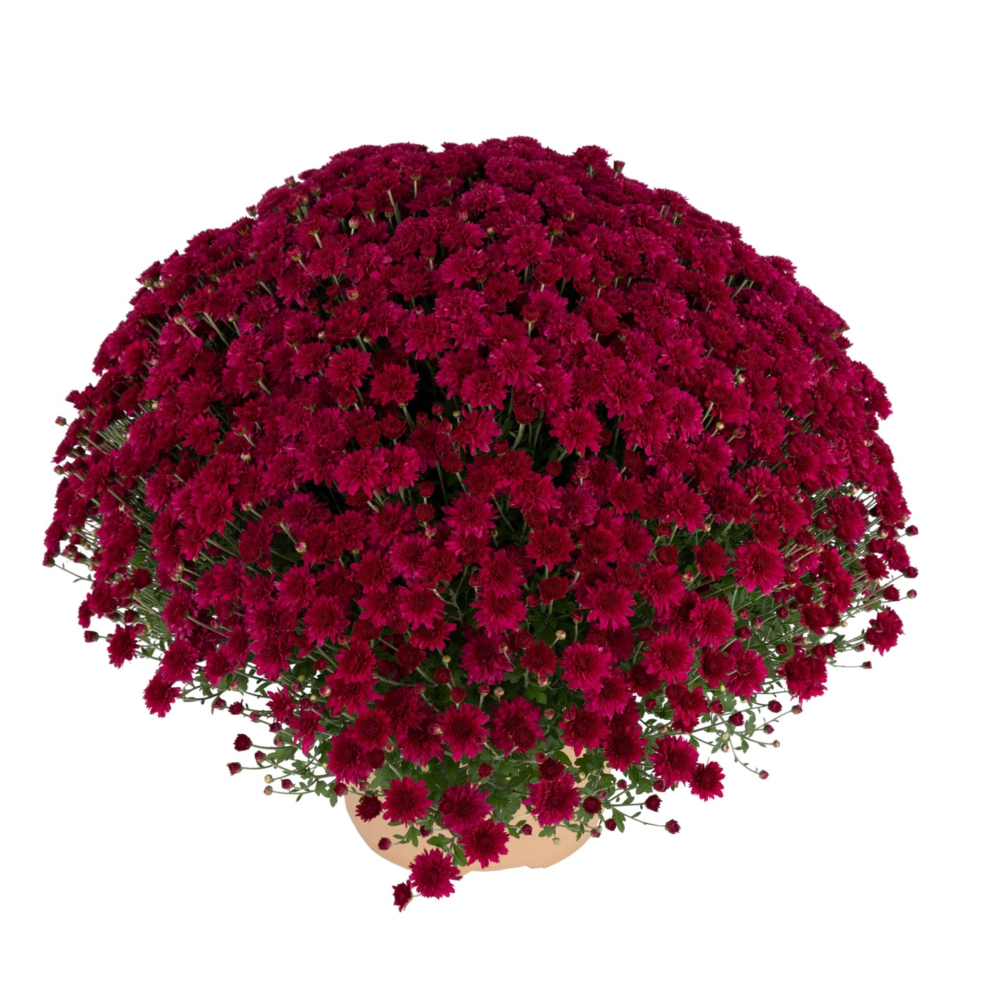 Purple Chrysanthemum | Early September Blooming