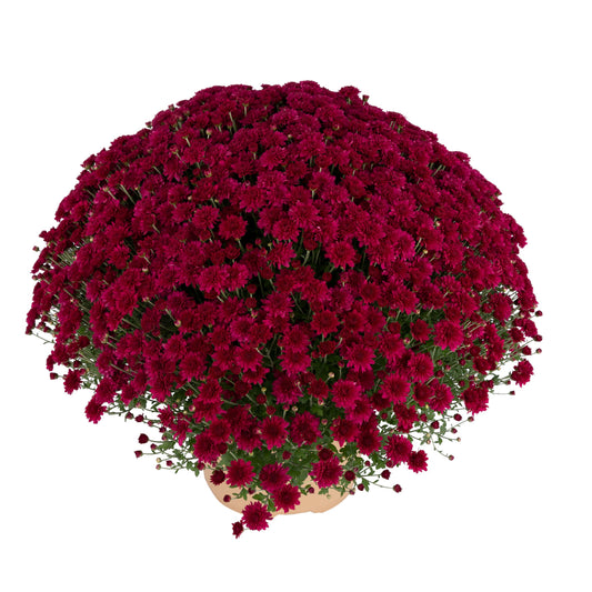 Purple Chrysanthemum | Early September Blooming