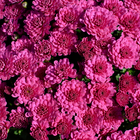 Garden Mum | Purple | Late September Blooming - Large Hanging Basket