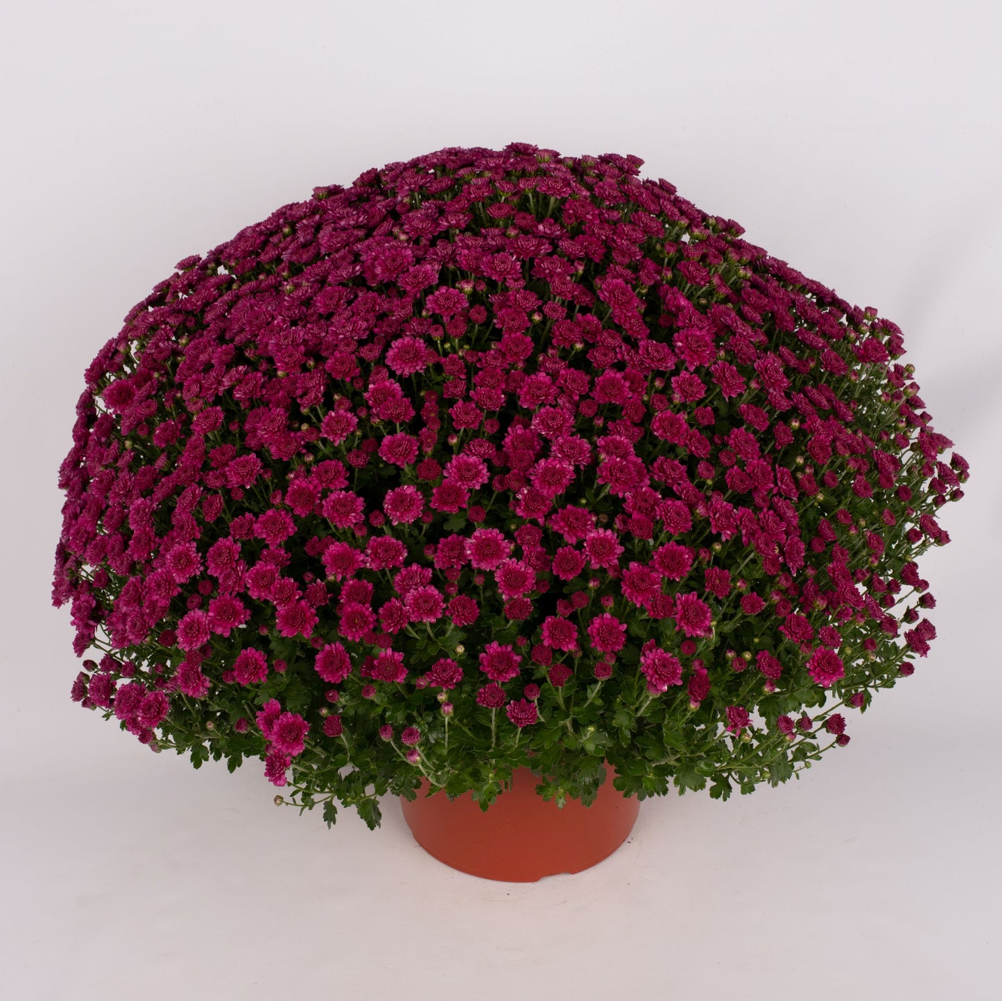 Purple Chrysanthemum | Late September Blooming