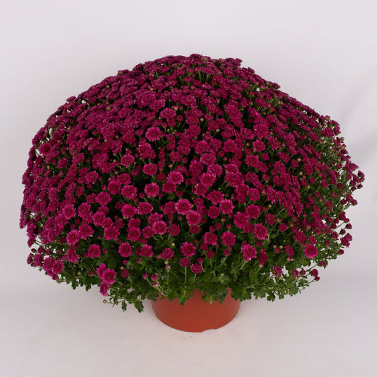 Garden Mum | Purple | Late September Blooming - 5 Quart