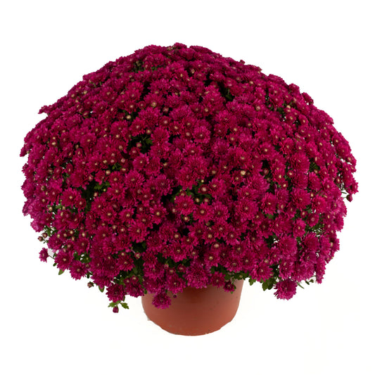 Garden Mum | Wanda Purple - 5 Quart