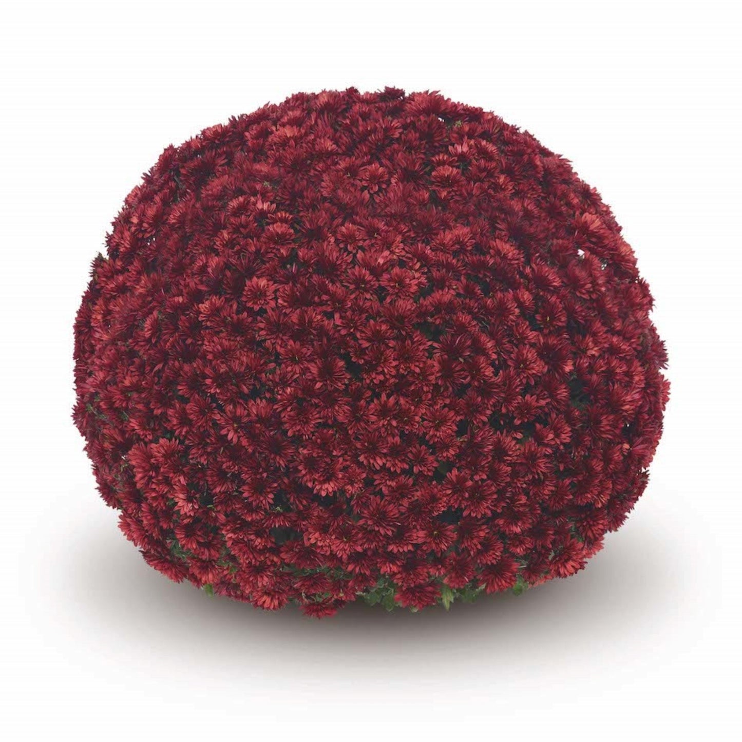 Red Chrysanthemum | October Blooming