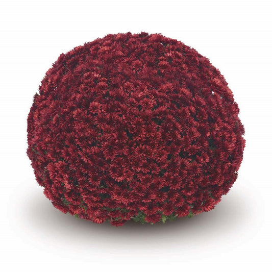 Garden Mum | Red | October Blooming - 5 Quart