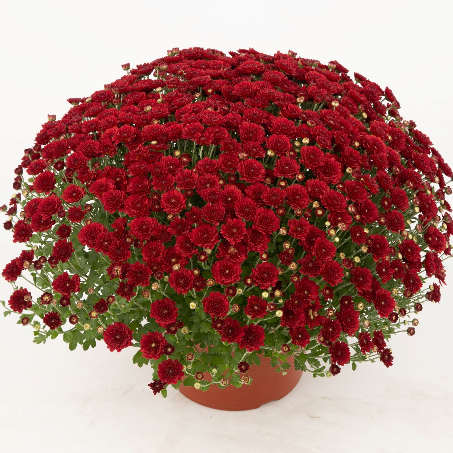 Red Chrysanthemum | Early September Blooming